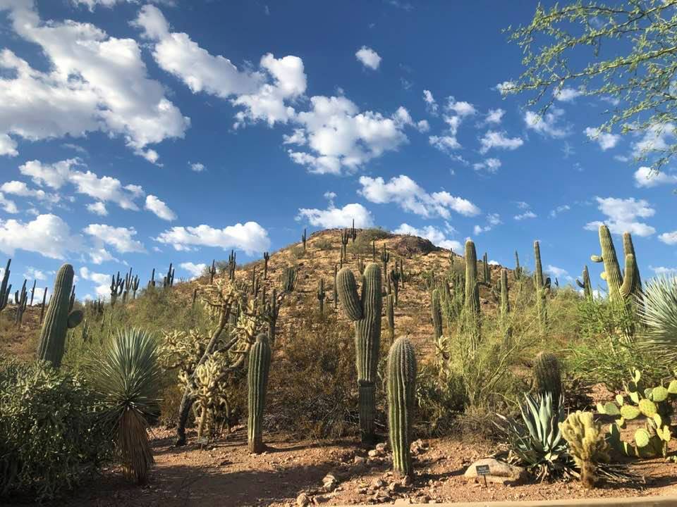 Desert Botanical Garden